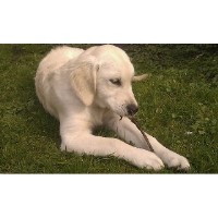 Karens waggytails Royston Hertfordshire Logo 