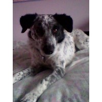 Heswall4Paws - Dog Day Care & Home Boarding Heswall Merseyside Logo 