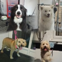 Short Bark Sides North Wales Mynydd Isa Flintshire Logo 