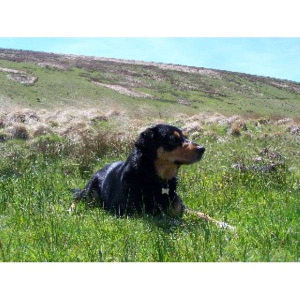 DJB Dog Walking Services