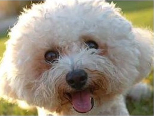 Canine Carer Home from Home