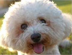 Canine Carer Home from Home Macclesfield Cheshire Logo 