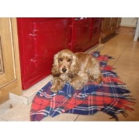 Cheshire Dog Spa Adlington, Macclesfield Cheshire Logo 