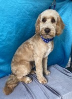 Bronte’s woofer wash Maldon Essex Logo 