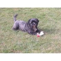 Lead Dog Services Rhayader Powys Logo 