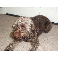 Client View Dog Boarding Halesowen West Midlands Logo 