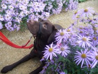 Canine Potential Witney Oxfordshire Logo 