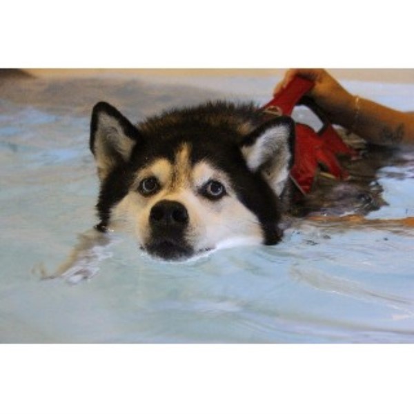 Bluewaters Pet Centre - Canine Hydrotherapy