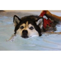 Bluewaters Pet Centre - Canine Hydrotherapy Droitwich Worcestershire Logo 