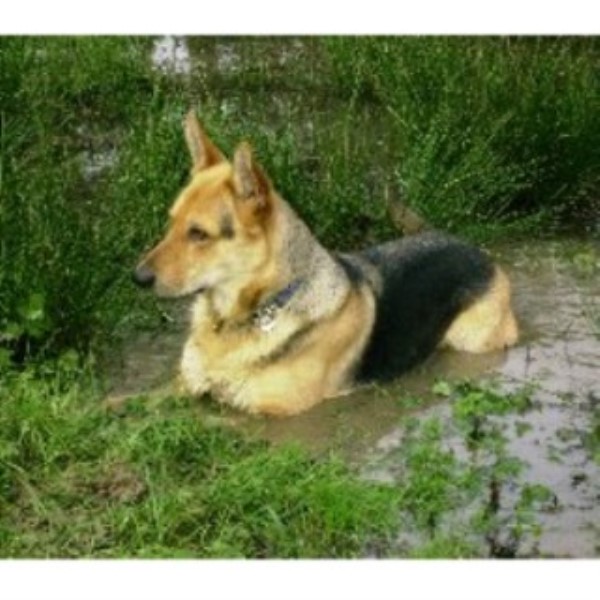 Muddy Paws Mobile Dog Grooming