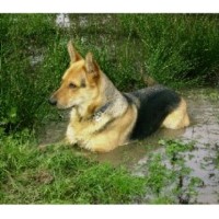 Muddy Paws Mobile Dog Grooming Framfield, Uckfield East Sussex Logo 