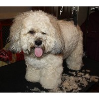 Jo's Groom Room Denton Lancashire Logo 