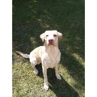 C.A.R.L.O.S Chesterfield Derbyshire Logo 