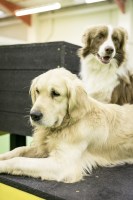 Rags & Bert's Doggy Day Care Reading Berkshire Logo 