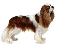 Orchard Cottage Dog Grooming Burshill, Driffield East Yorkshire Logo 