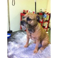 Just Pets Dog Grooming Whitchurch Shropshire Logo 