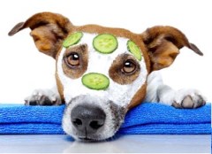 Perfect Paws Woodbridge Suffolk Logo 