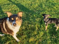 Natures Paws Llantwit Major Vale of Glamorgan Logo 