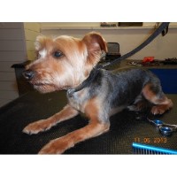 K9 Pride and Groom Pet Service New Cross Greater London Logo 