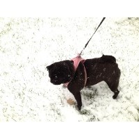 Paws Pet Service Worthing West Sussex Logo 