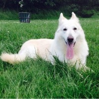 Orca's Paws Dog Grooming Leicester Leicestershire Logo 