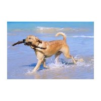 Walkies Of Wadebridge Wadebridge Cornwall Logo 