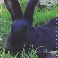 Pet friends small animal boarding. Bridgwater Somerset Logo 