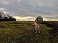 Stretch Their Legs Wellington Somerset Logo 