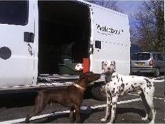 Dog Walker Kilmarnock East Ayrshire Logo 