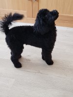 Alfie's Bath Buddies Dog Grooming Dunmow Essex Logo 