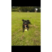 That's My Boy LTD Havant Hampshire Logo 