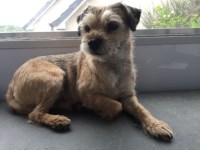 Brackens Groom Vroom Insch Aberdeenshire Logo 