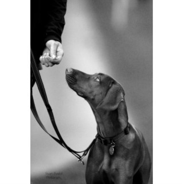 SAFE&SOUNDDOGLIMITED