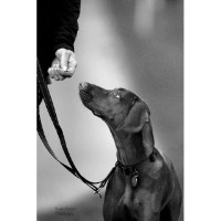 SAFE&SOUNDDOGLIMITED Richmond North Yorkshire Logo 