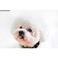 Grooming Marvellous Battlefield Lanarkshire Logo 