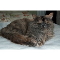 Wealden Walkies Pet Care Services Hailsham East Sussex Logo 