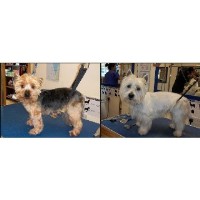 Dog Grooming New Mills, High Peak Derbyshire Logo 