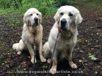 Dog Walking & Pet Sitting & Dog Transport in Carlisle Carlisle Cumbria Logo 