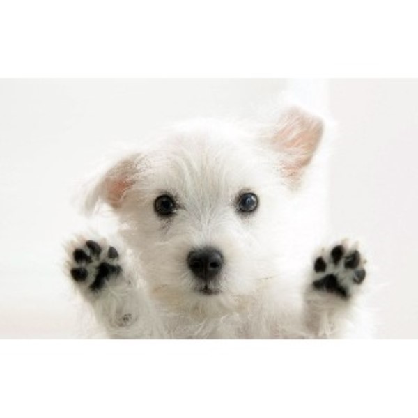 Off on the Right Paw