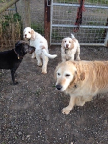 Benedict Farm Boarding Kennels
