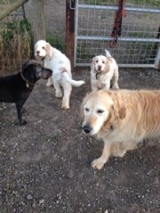 Benedict Farm Boarding Kennels Northiam, Rye East Sussex Logo 