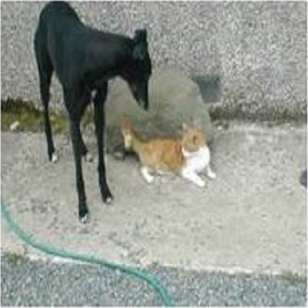 K9 Care Dog Walking Service