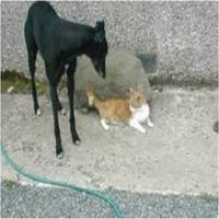 K9 Care Dog Walking Service Essex Essex Logo 