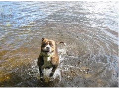 Pet Friends Bridgwater Somerset Logo 