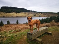 Barking Mad Dog Training Newcastle Tyne and Wear Logo 