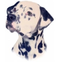 Priority Pets Weymouth Weymouth Dorset Logo 