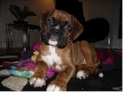 Dirty  Dogs  Dog Grooming Coatbridge Lanarkshire Logo 