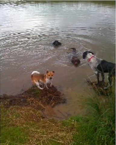 P.E.T.S Mobile Dog Walking Service