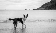 Wuff Walks Penryn Cornwall Logo 