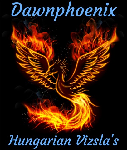 Paul Ventress - Dog training